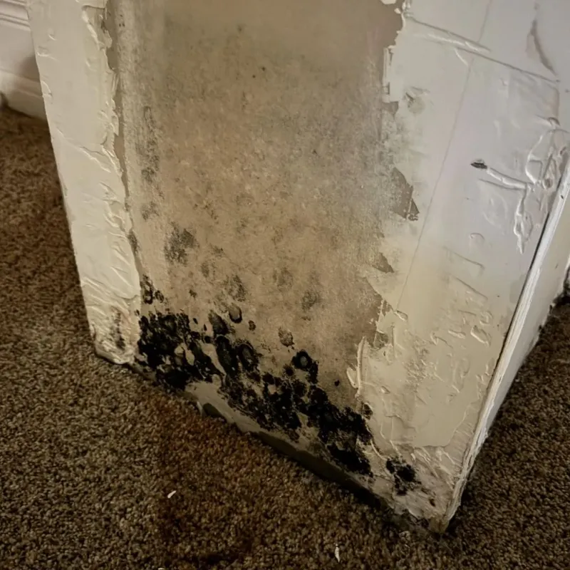 Professional Mold Removal in Rockwall County, TX